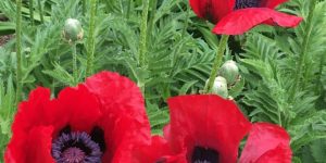 Blooms at the Library garden ( photo by Jeannette Bair)
